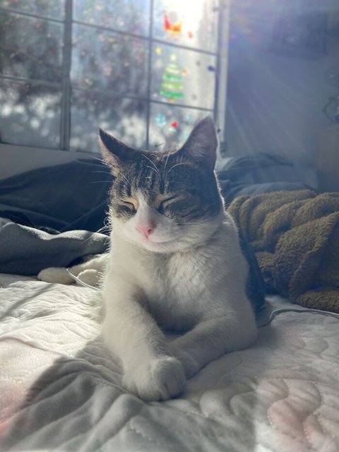 Hırsız kedi komşuların kabusu oldu…