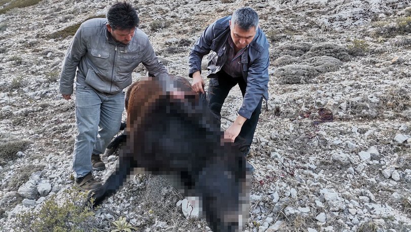 Amasya’da biri gebe olan 2 yılkı atı silahla vuruldu!