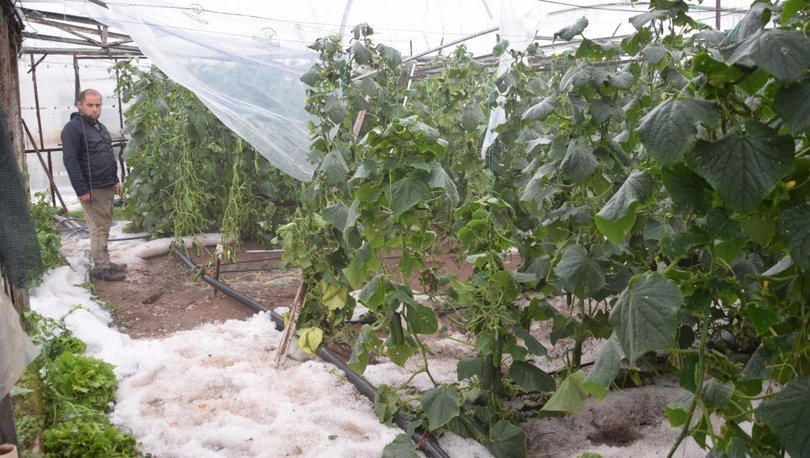 Antalya’da dolu ağırlığına dayanamayan seralar çöktü