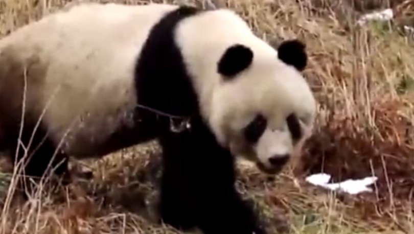 Çin’in kuzeybatısında vahşi pandalar görüntülendi