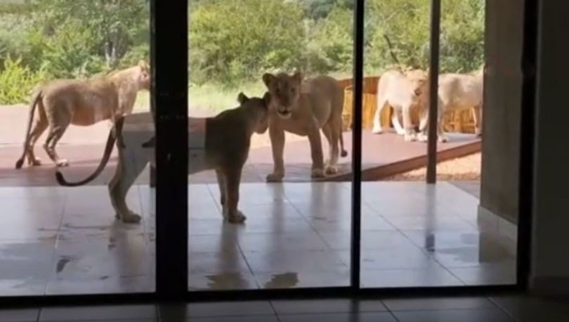 Evlerinin bahçesini aslanlar bastı! Korku dolu anlar