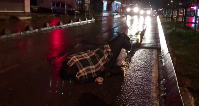 Arnavutköy’de minibüs ata çarptı