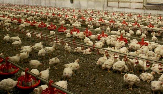 Macaristan’da 100 binden fazla tavuk itlaf edildi