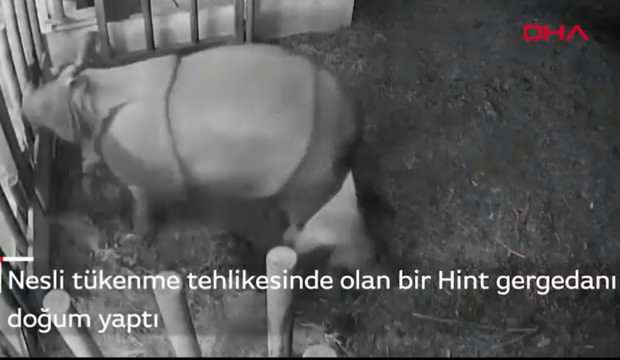 155 yıl sonra bir ilk! Nesli tükenme tehlikesinde olan Hint gergedanı doğum yaptı