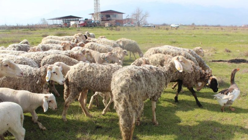 Koyun sürüsüne çobanlık yapan kaz şaşırtıyor