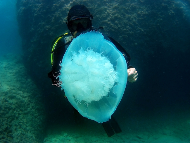 Antalya Körfezi'nde denizanası yoğunluğu