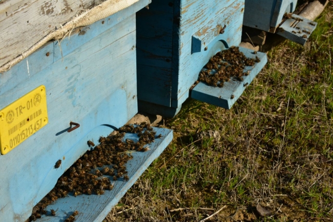 700 kovandaki arıların yarısından fazlası telef oldu