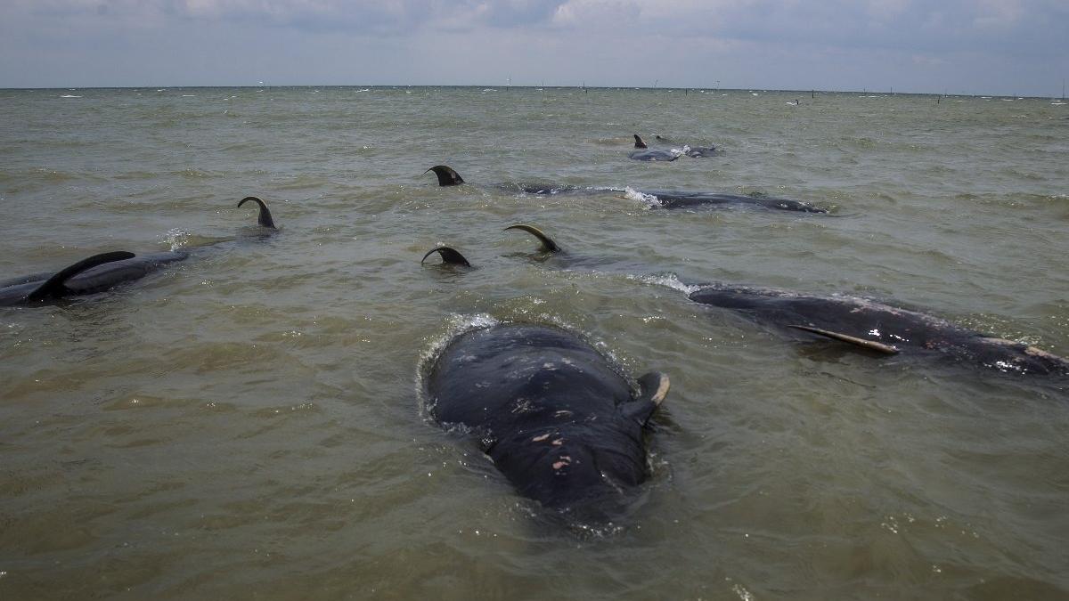 45 balina sığ sularda mahsur