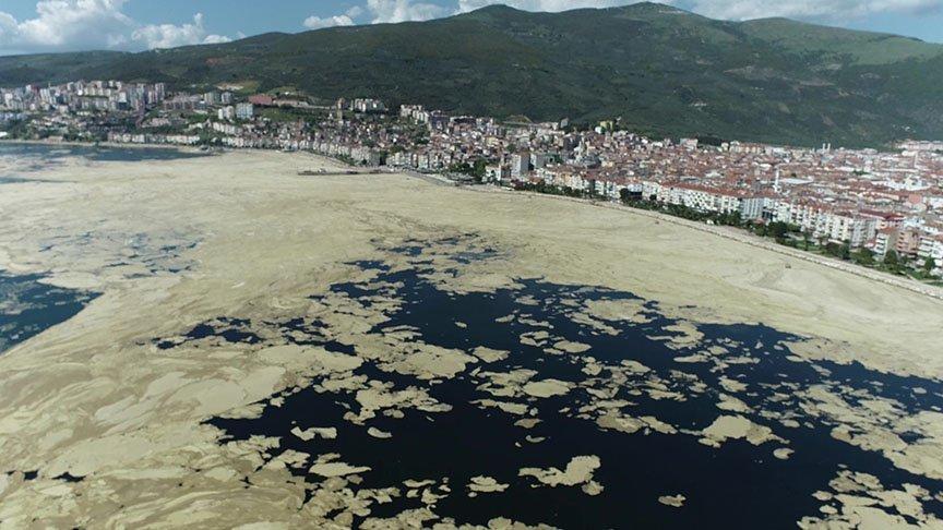 Marmara'da salya araştırması: Dip ölümü tehlikesi var