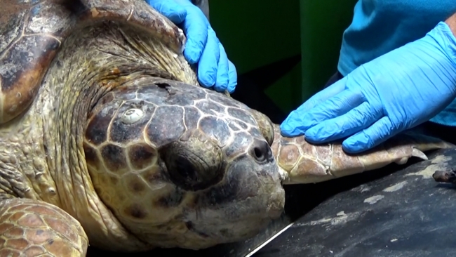 Rehabilite merkezinde tedavi edilen deniz kaplumbağası denize bırakıldı