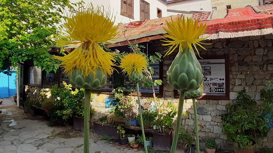 Tülüşahı koparmanın cezası 73 bin lira