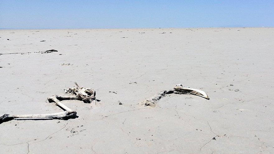 Tuz Gölü'nde yaşanan flamingo ölümlerinin ardından yeni uyarı