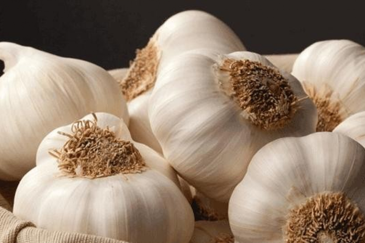 Doğal antibiyotik sarımsağı tüketirken dikkat edilmesi gerekenler