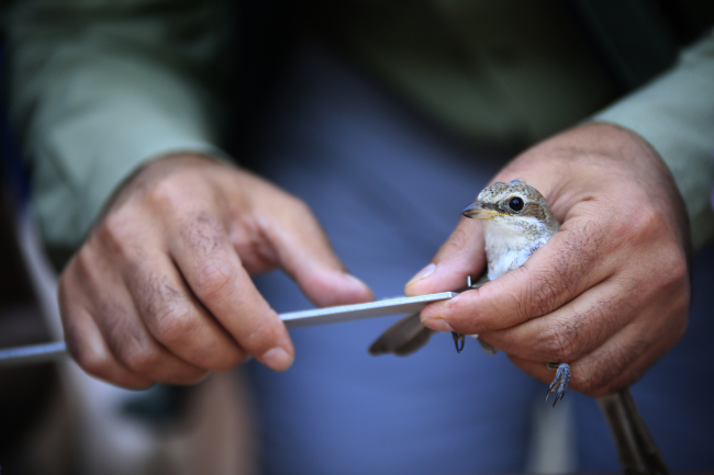 Antalya'da halkalanan kuşlar İskandinavya'ya kadar göç ediyor
