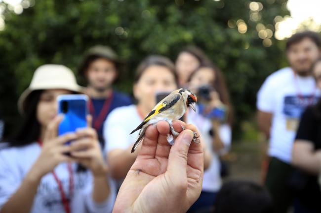 Antalya'da halkalanan kuşlar İskandinavya'ya kadar göç ediyor