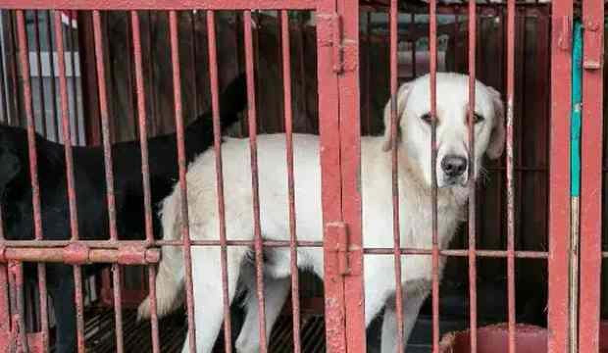 Yılda 1,5 milyon köpek yeniyor… Hükümet yasaklamak için harekete geçti!