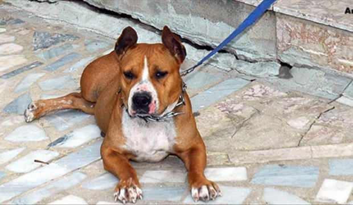 Sahibinden satılık vahşet! Dehşete rağmen pitbull ticareti