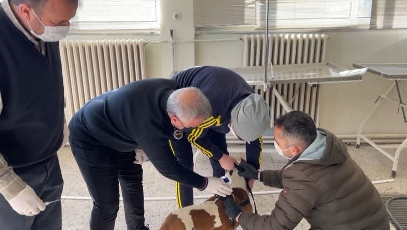 Son dakika haberi ’20 binin üzerinde köpek kayıt altına alındı’