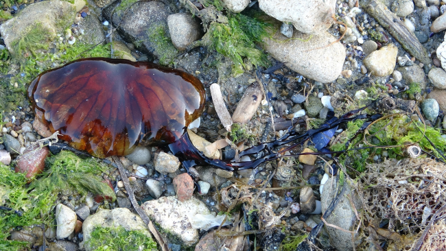Çanakkale'de zehirli denizanası görüldü: Temas halinde denizden çıkın