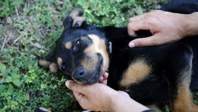 İşkence edilip damdan atılan köpek yavrusu tedavisinin ardından “emin ellerde”